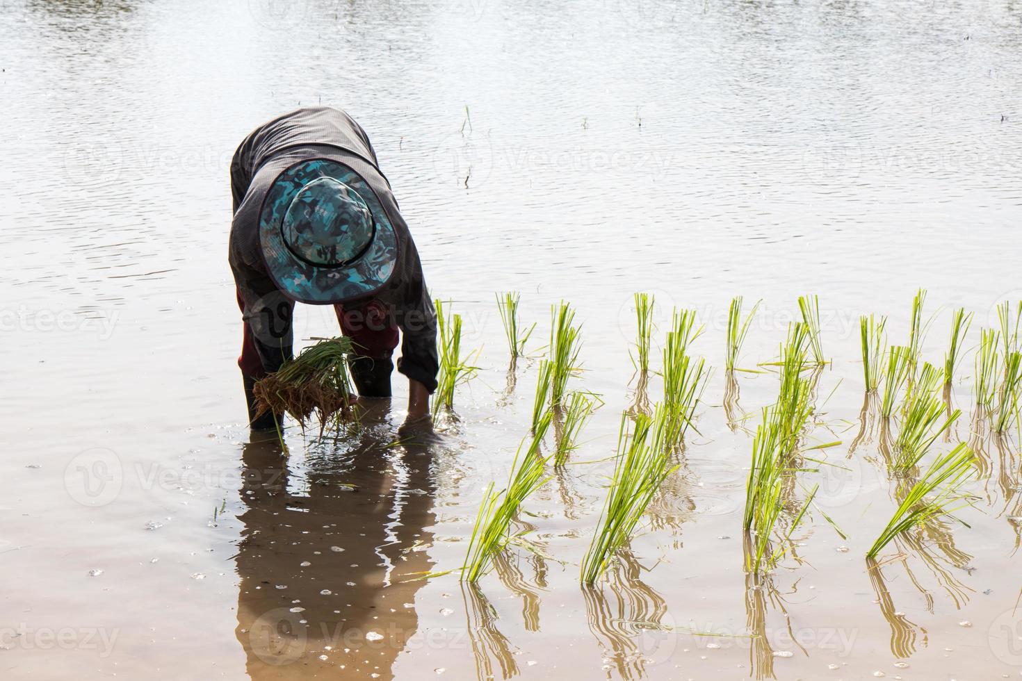 repiquer les plants de riz. photo