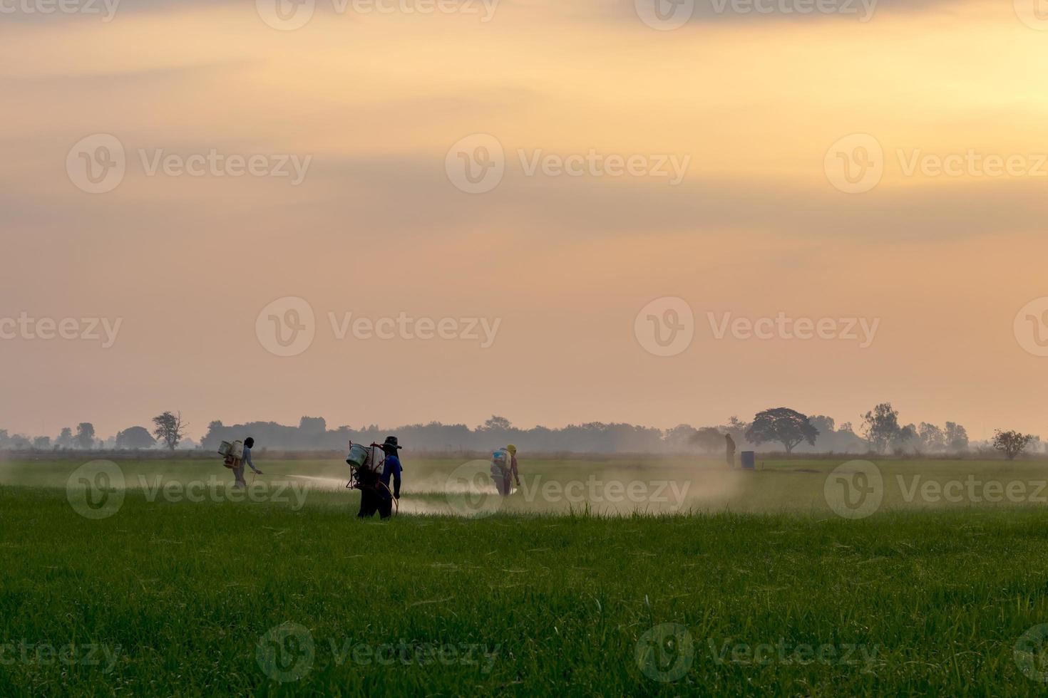 travailleurs pulvérisant des produits chimiques dans les rizières vertes. photo