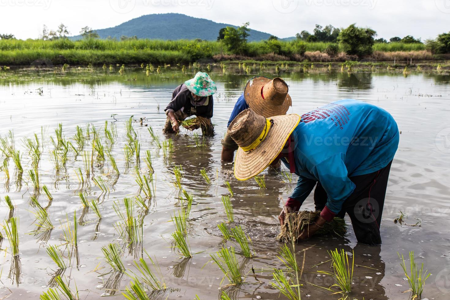 agriculteurs plantant des cultures de riz. photo