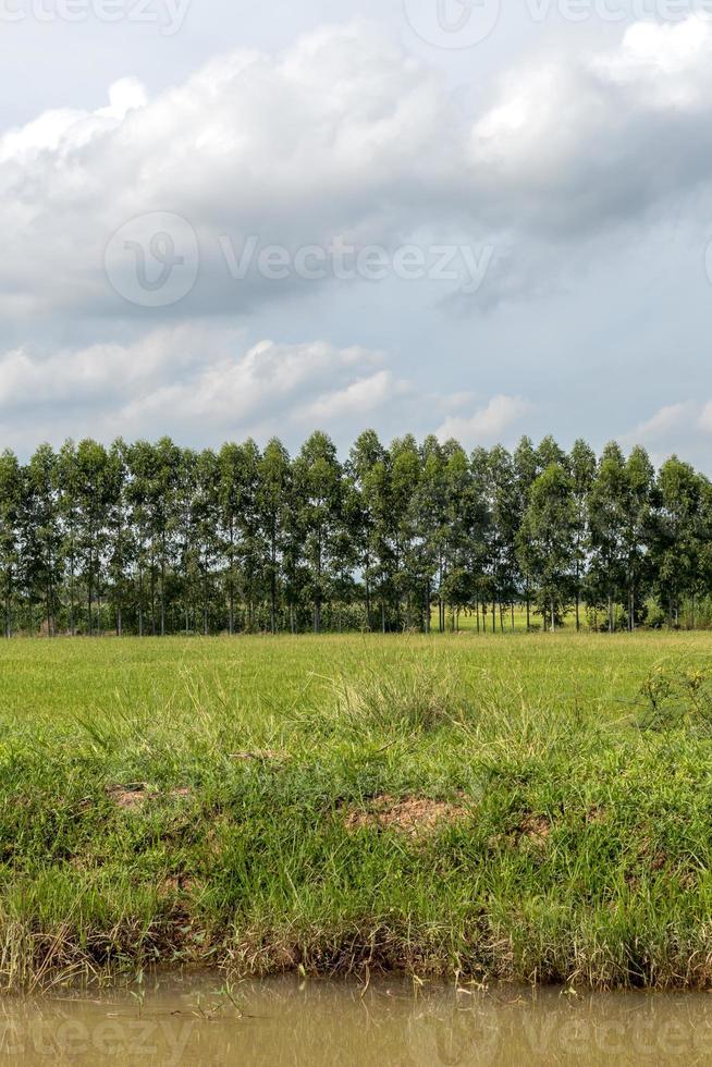 eucalyptus sur l'herbe avec un ciel nuageux. photo