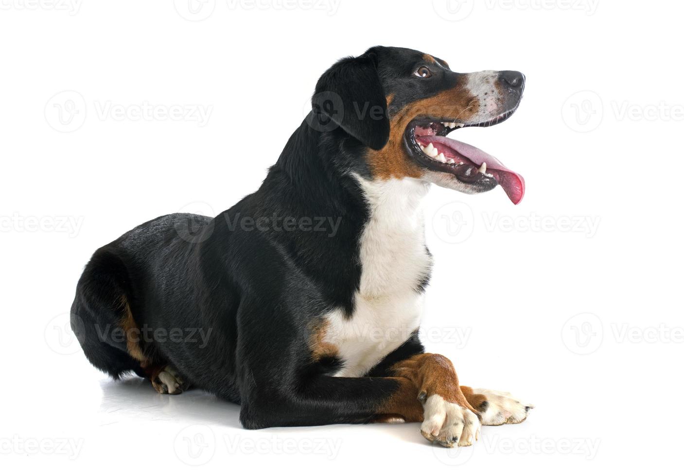 appenzeller sennenhund photo