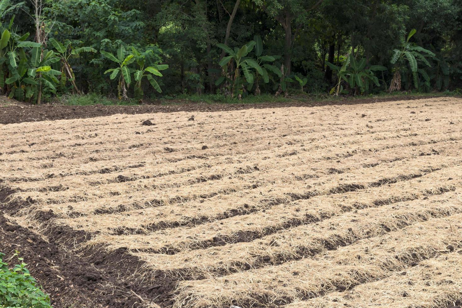 couvert de paille sol cultivé. photo