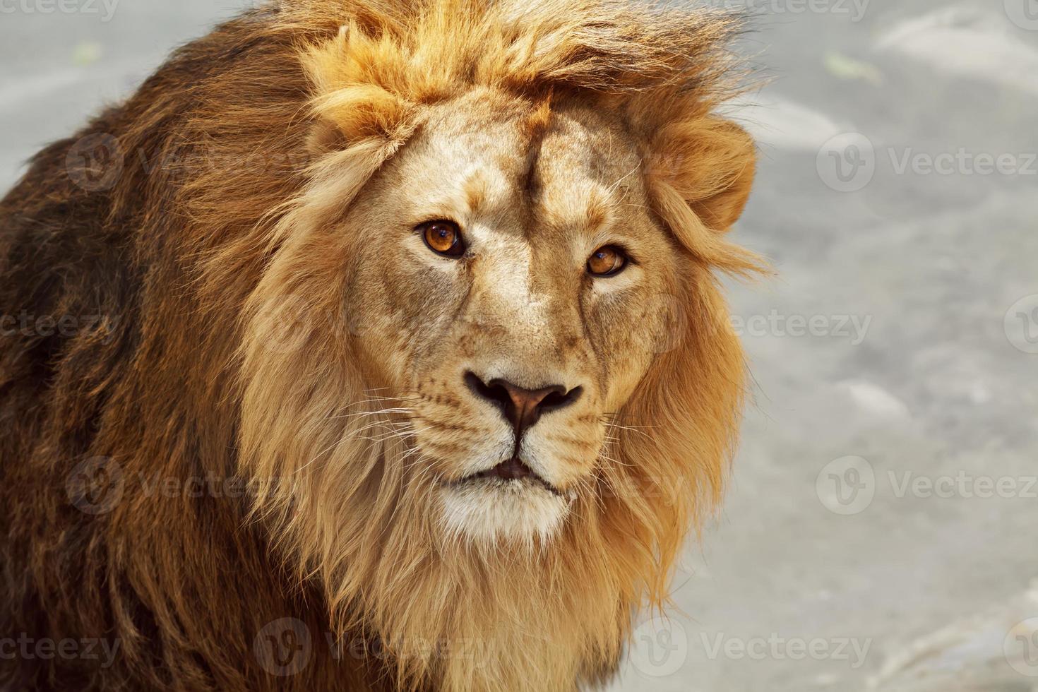 contact direct avec un jeune lion asiatique. photo