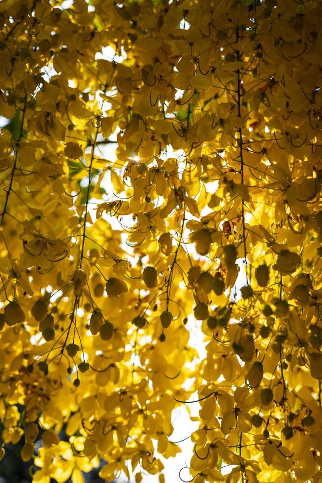 fond de belles fleurs jaunes multipliées. photo