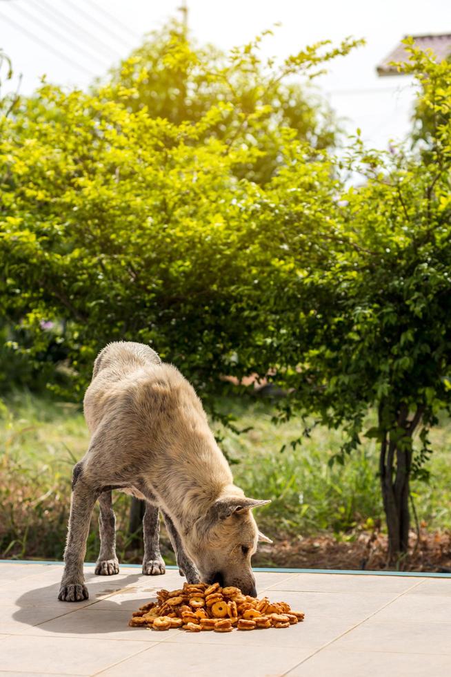 un chien errant se tient debout pour manger de la malbouffe. photo