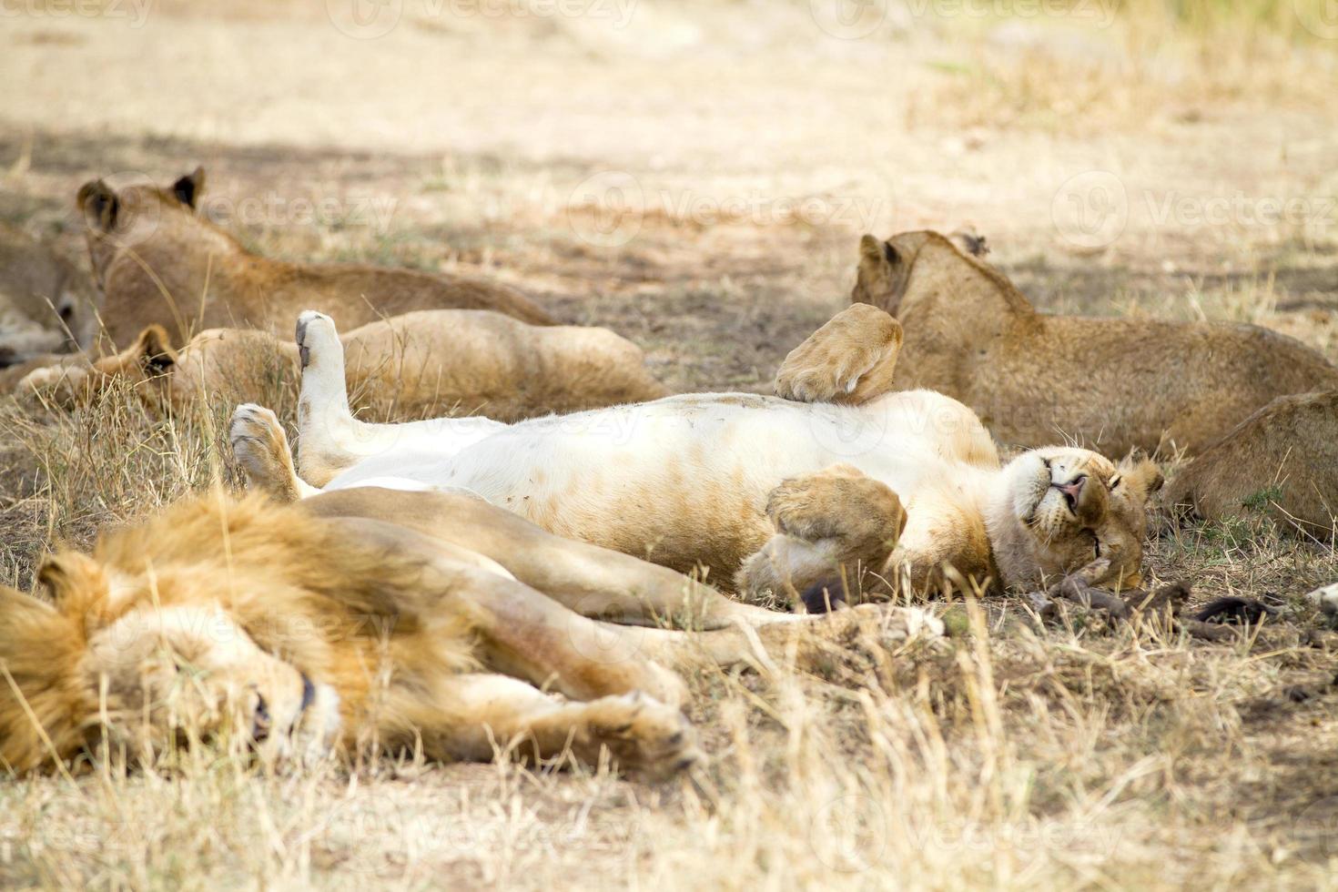 mignon lion dort sur le dos avec les pattes en l'air photo