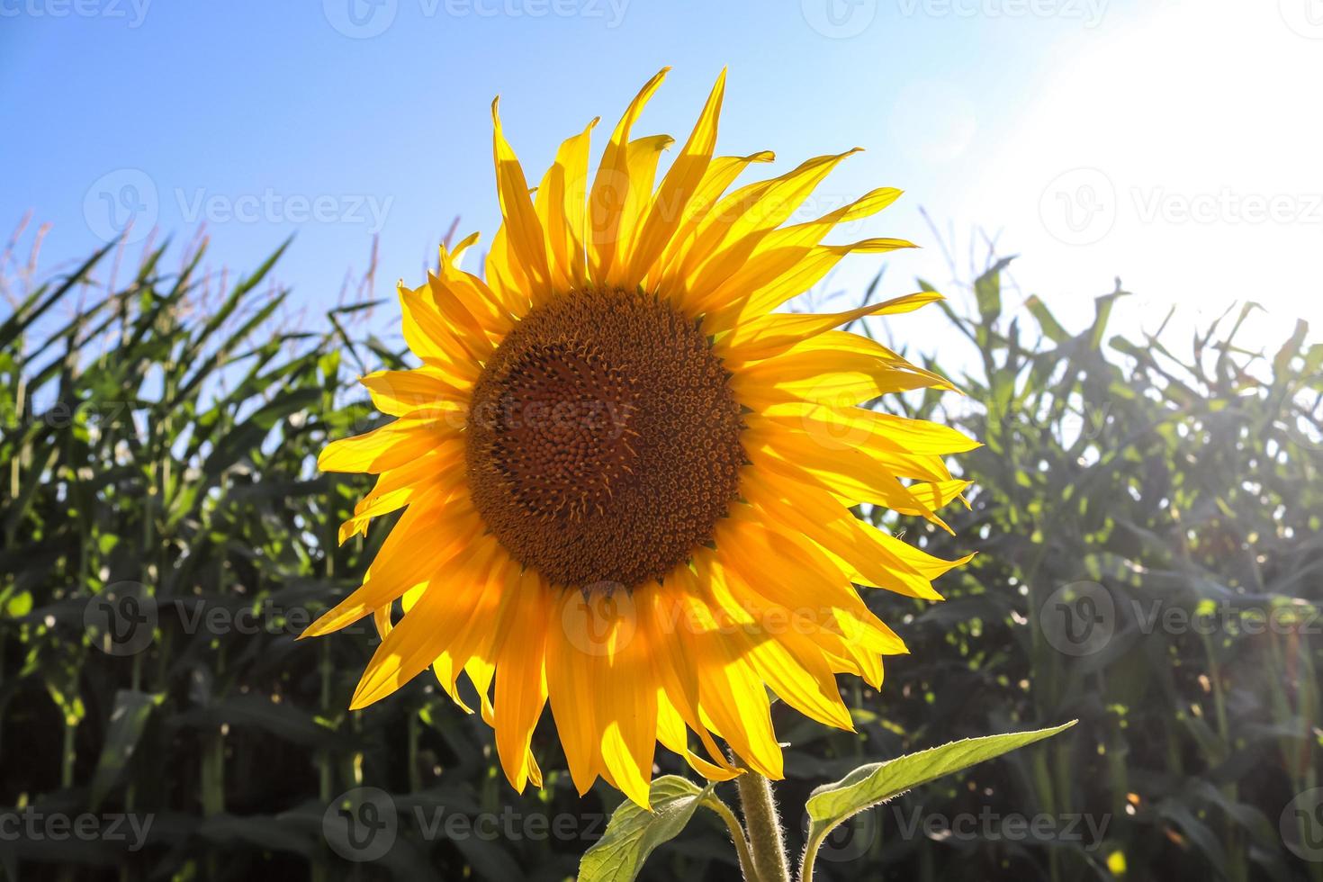 tournesols devant un champ cultivé au bord de la route contre le soleil photo