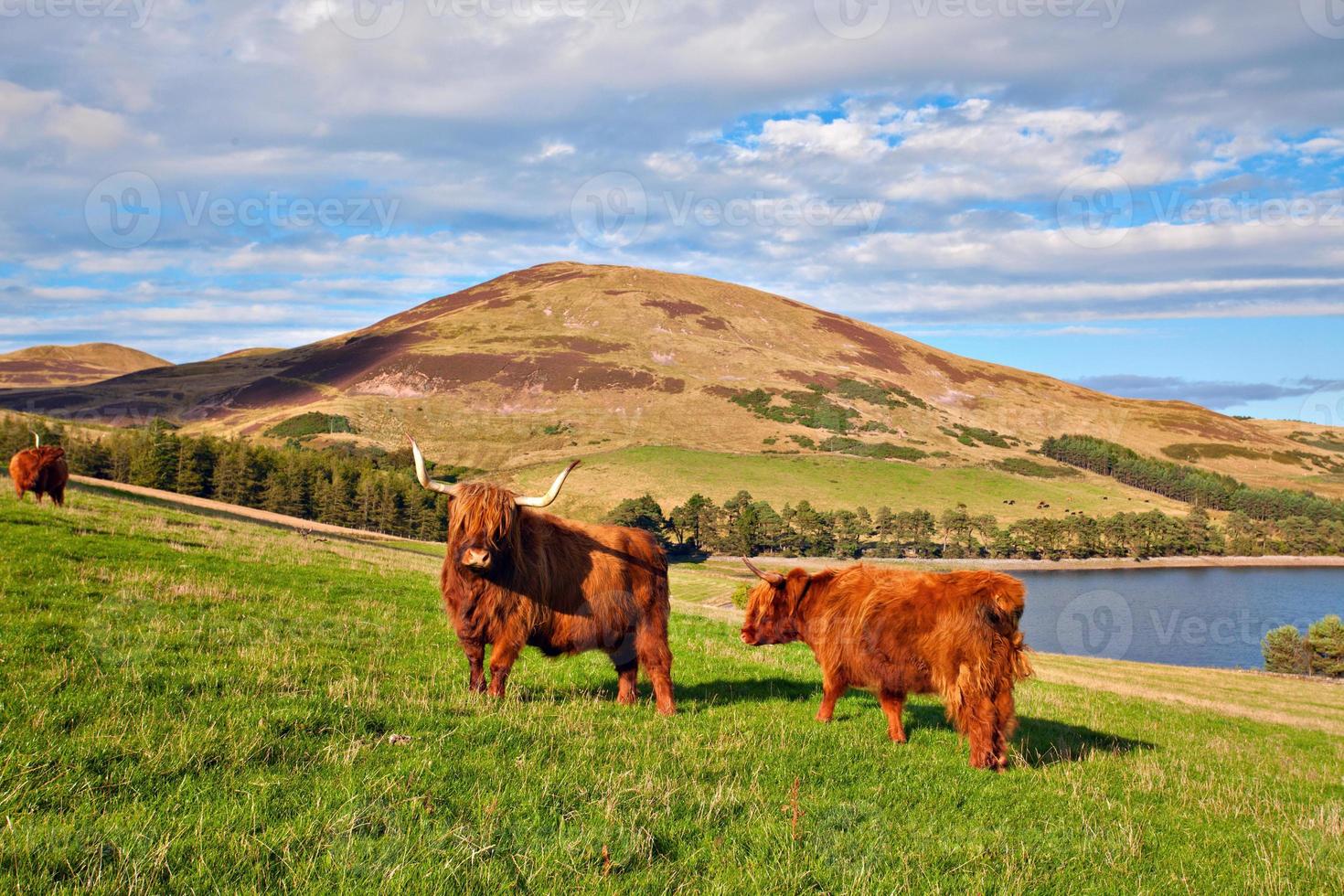 vache angus highland photo