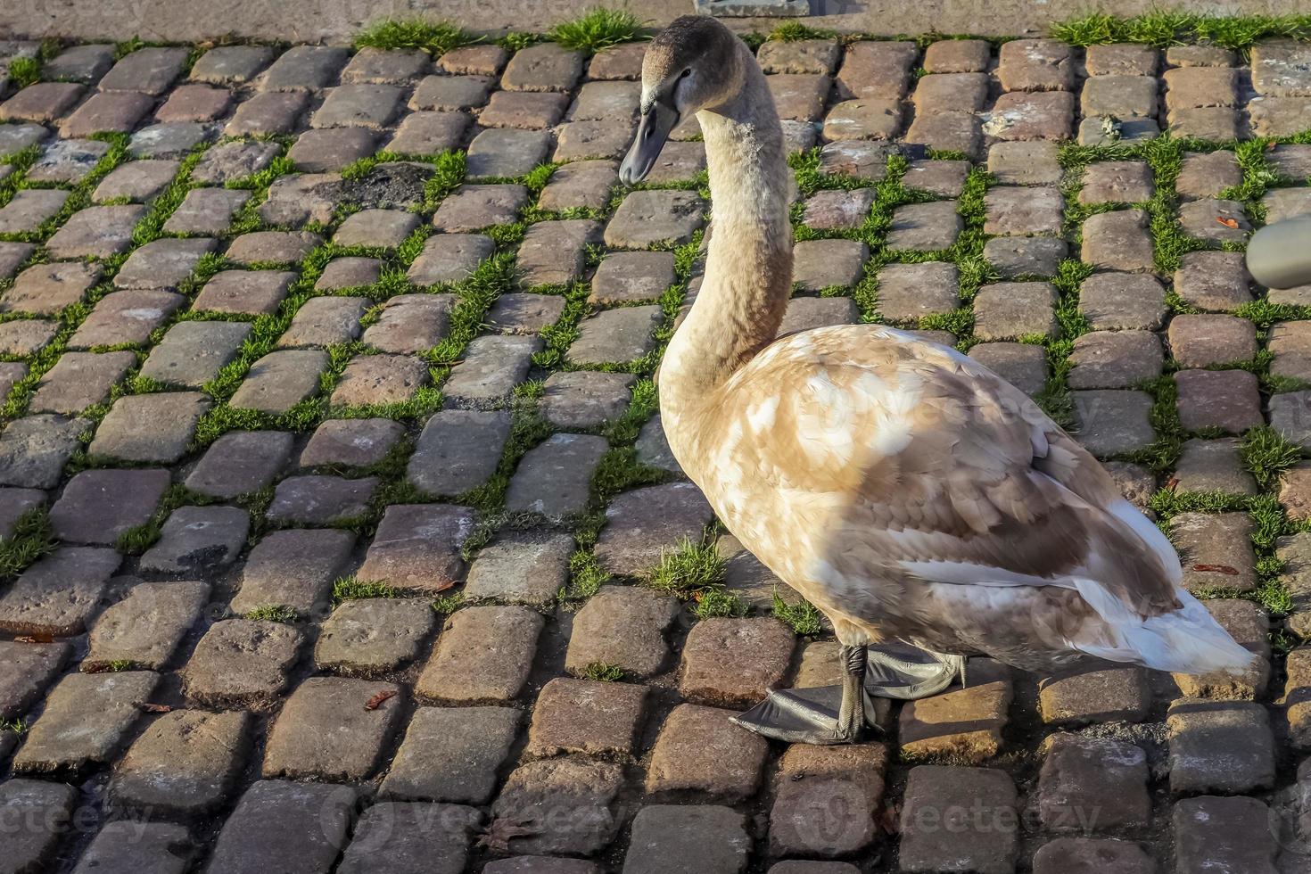 Swan marchant sur un chemin pavé près de l'eau dans un port en Allemagne photo