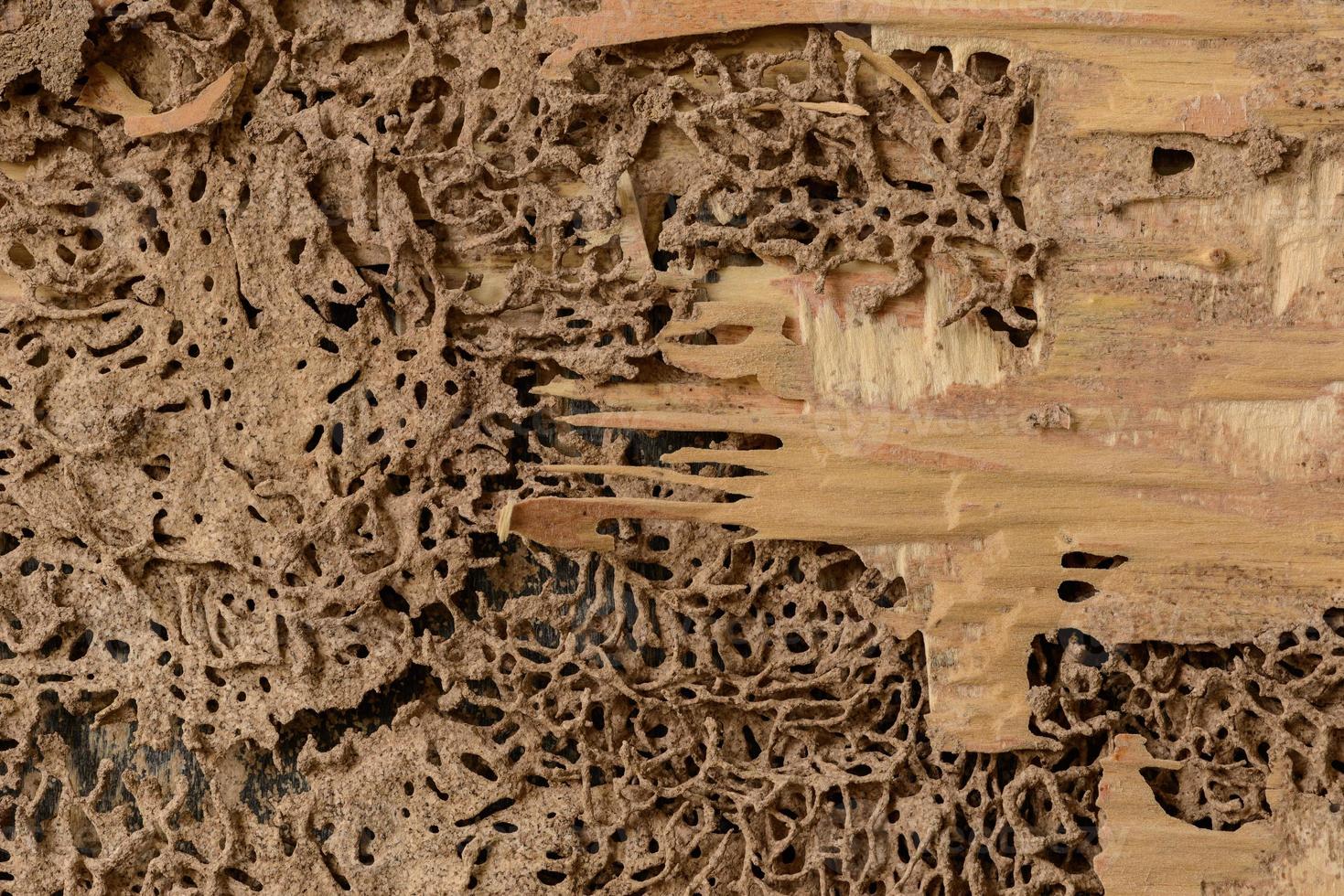 gros plan arrière-plan et texture du nid de termites au mur en bois photo
