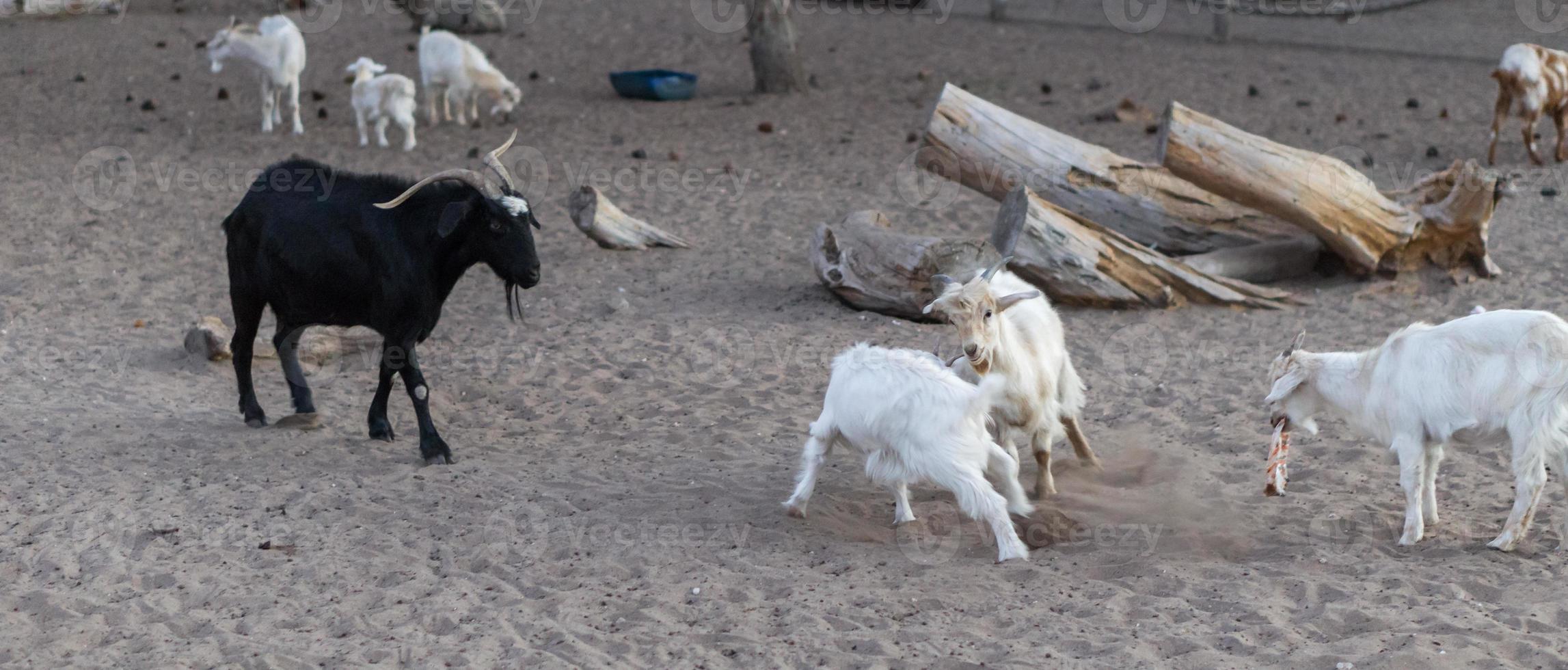 groupe de chèvres jouant dans le sable photo