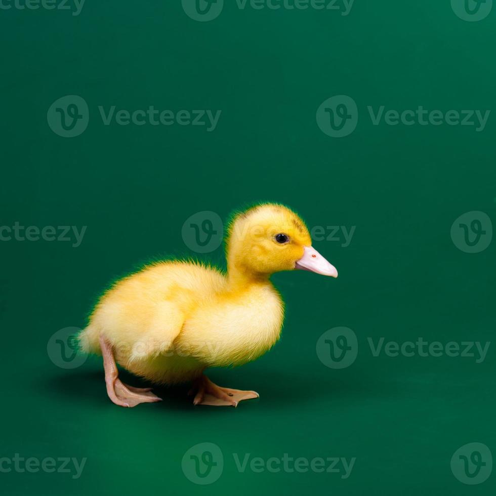 petit canard sur fond vert photo