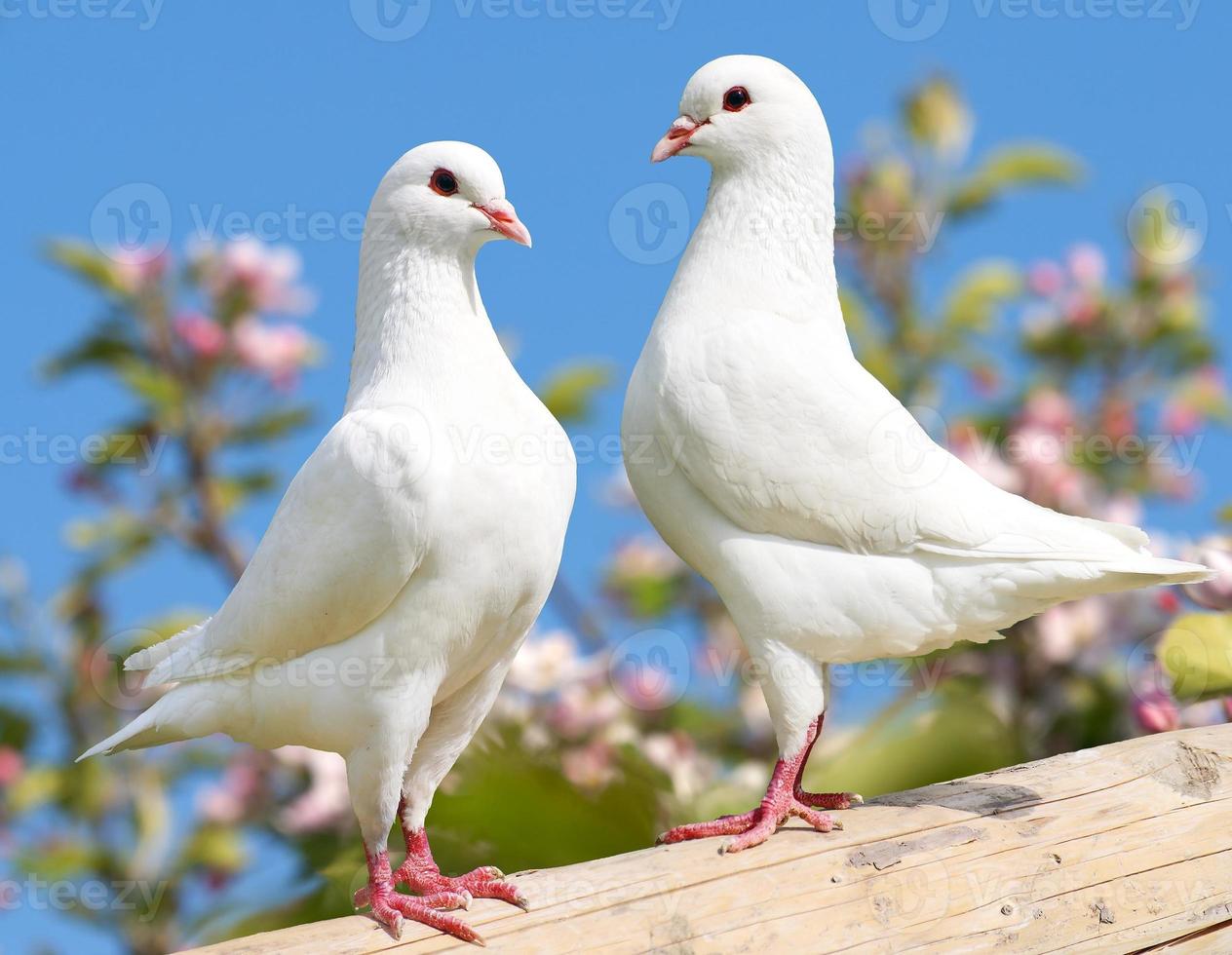 deux pigeon blanc sur fond de floraison photo