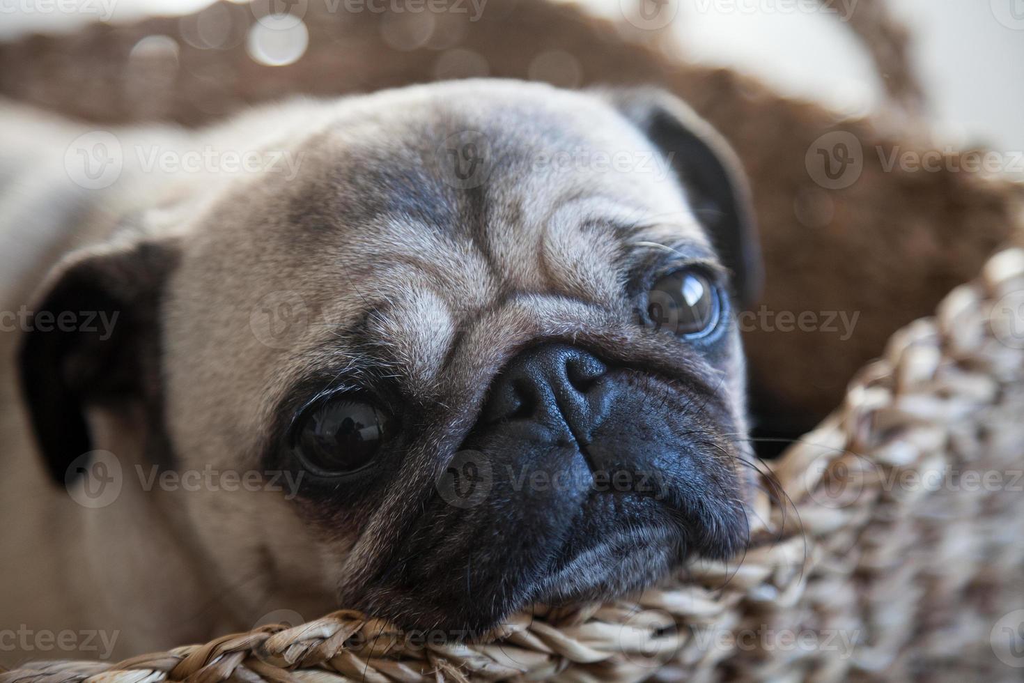 chienne pug dans un panier photo