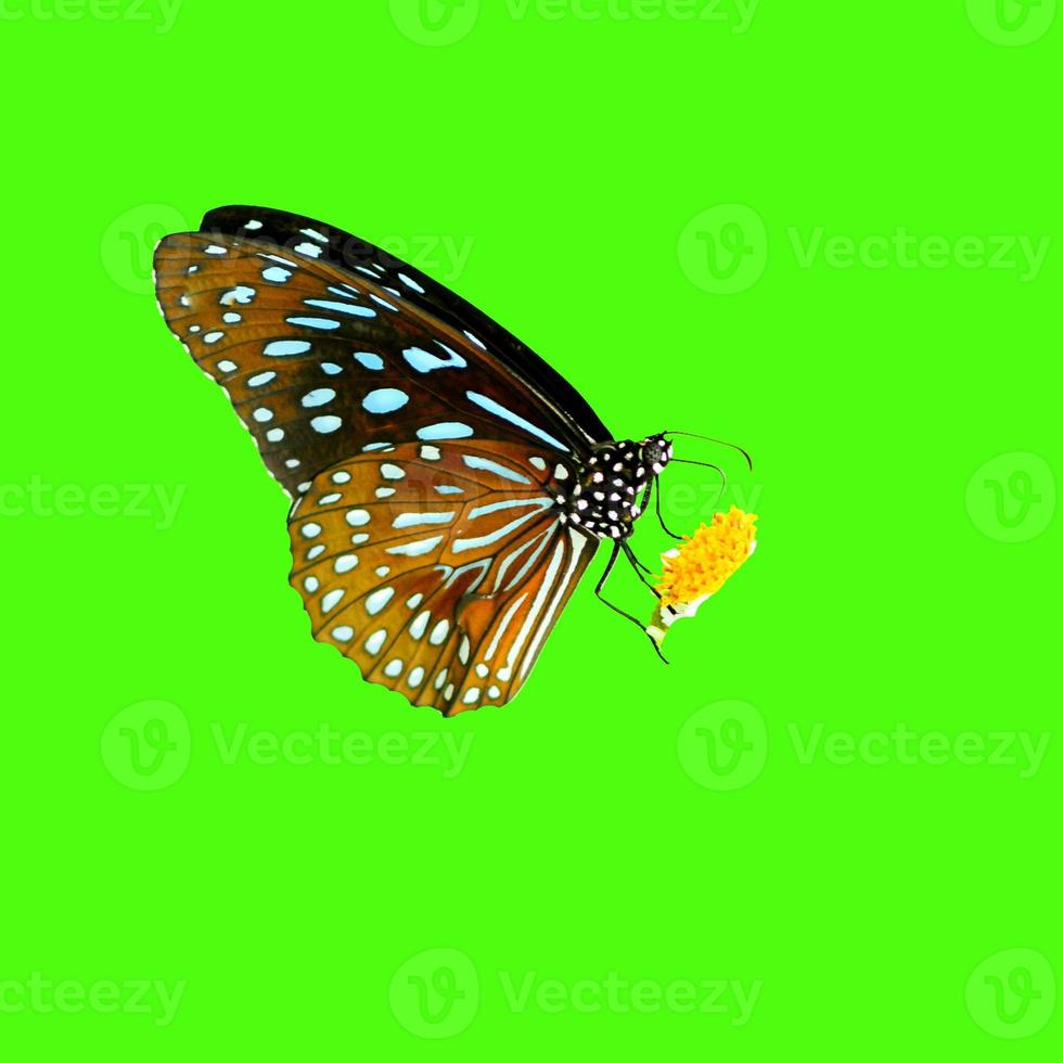 papillon en thaïlande sur un fond coloré avec un tracé de détourage photo