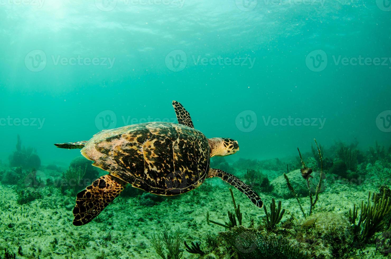 tortue de mer des Caraïbes photo