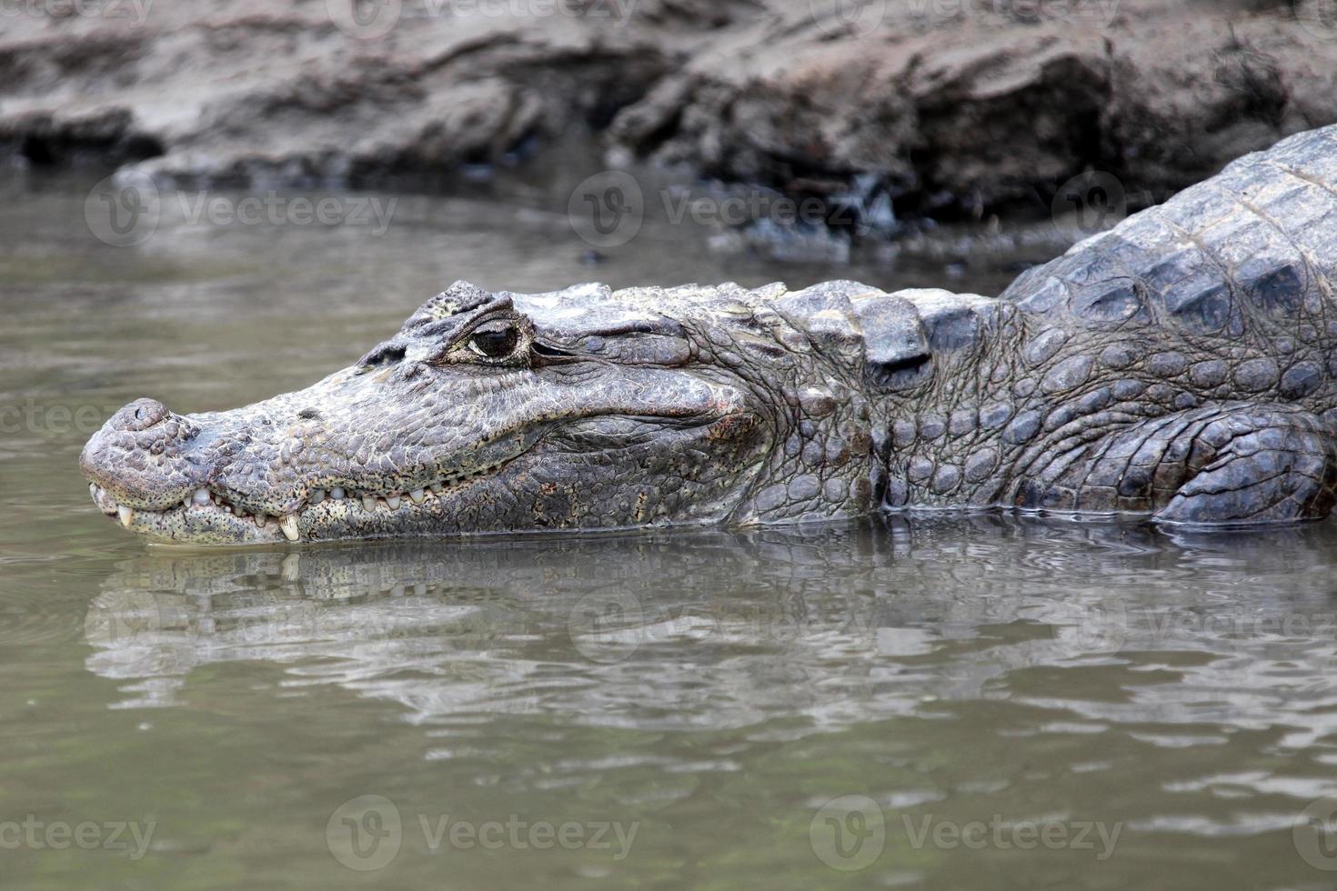 caïman au costa rica. tête d'un gros plan de crocodile. кайман photo