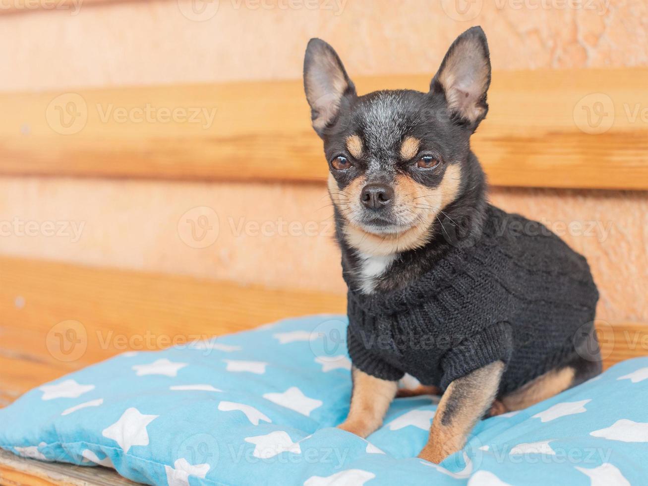 portrait de chien. chien chihuahua sur un oreiller de fromage sur un banc. photo