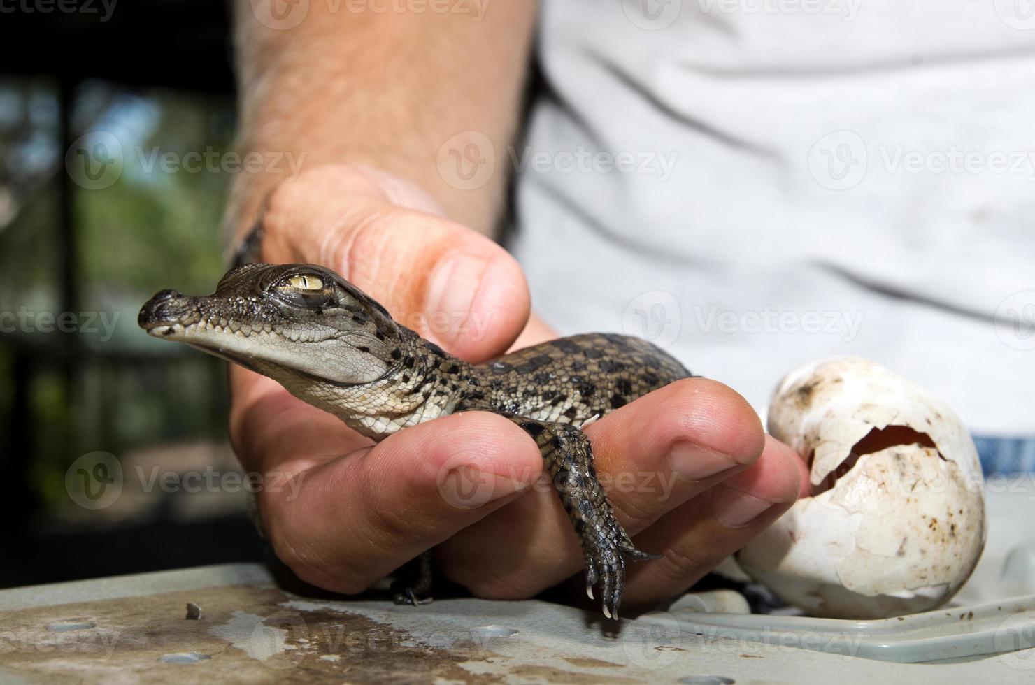 bébé crocodile photo