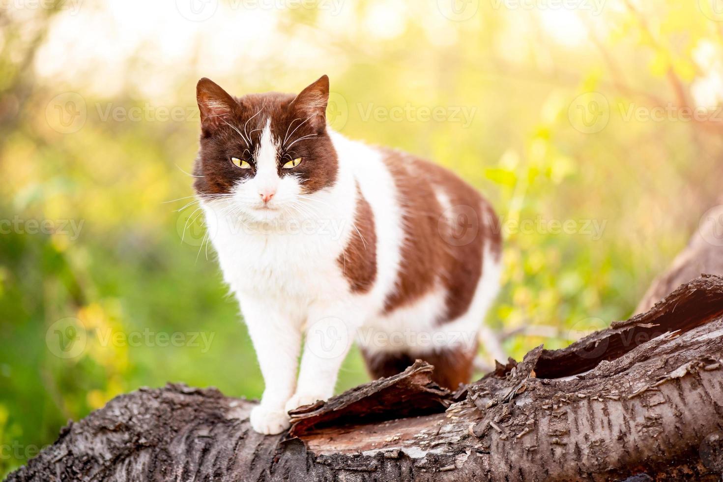 chat noir et blanc sur un arbre au soleil. chat au printemps. photo