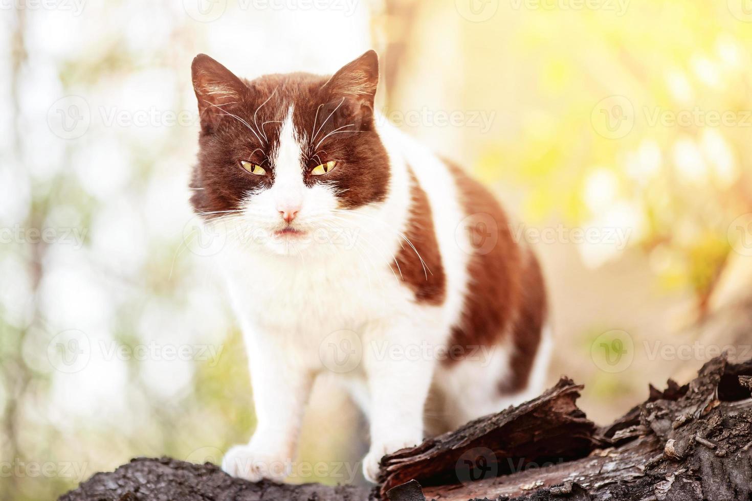 chat noir et blanc sur un arbre au soleil. chat. photo