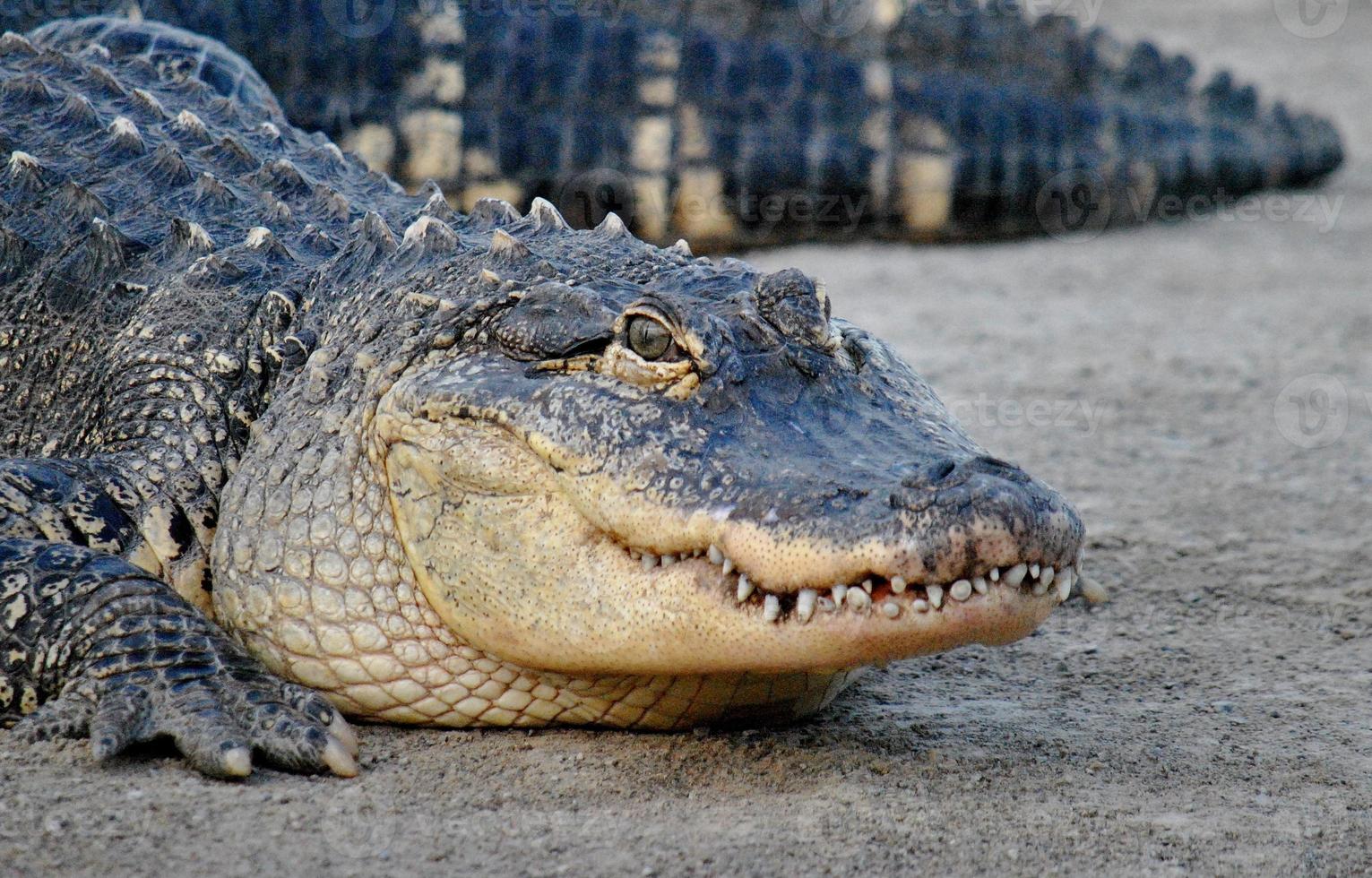 œil sur le prix - alligator femelle photo
