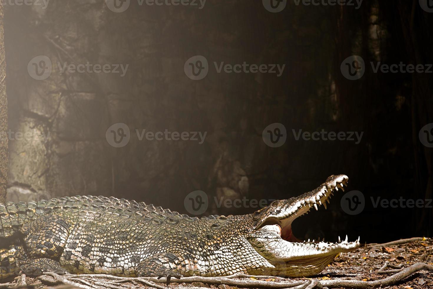 le crocodile est entre la terre et l'eau photo