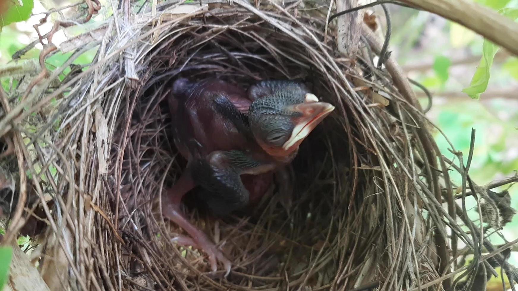 éclosion de nouveaux poussins photo