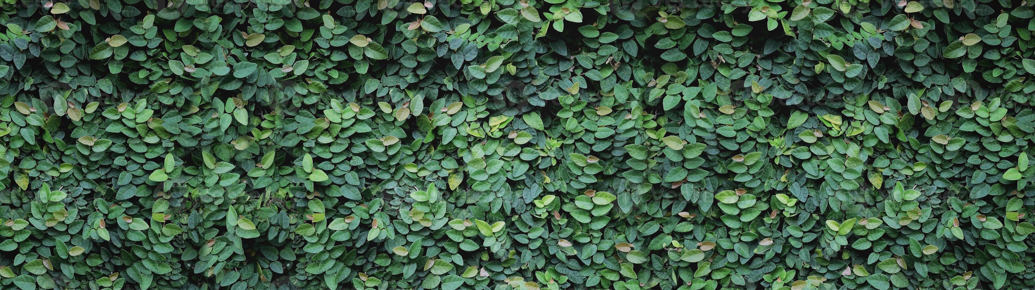 panorama avec des feuilles. plante ornementale dans le jardin. fond de texture de petites feuilles vertes photo