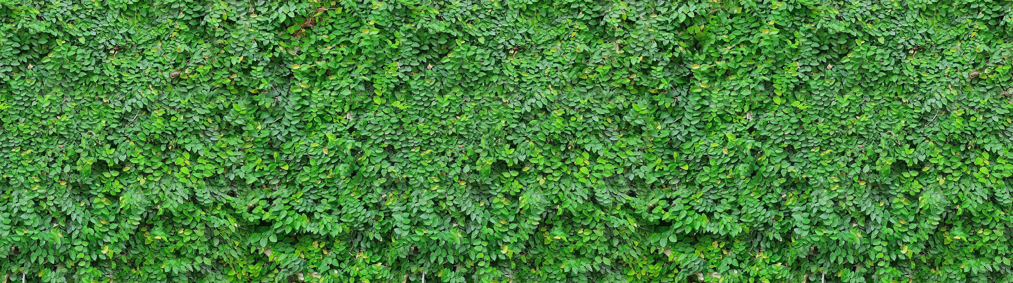 panorama avec des feuilles. plante ornementale dans le jardin. fond de texture de petites feuilles vertes photo