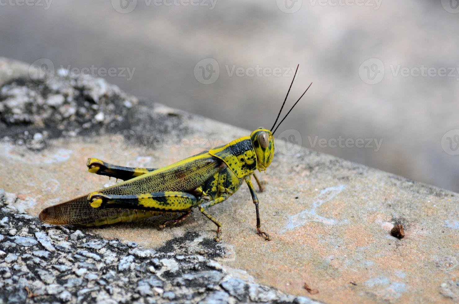 insecte sauterelle camouflage noir, jaune et vert photo
