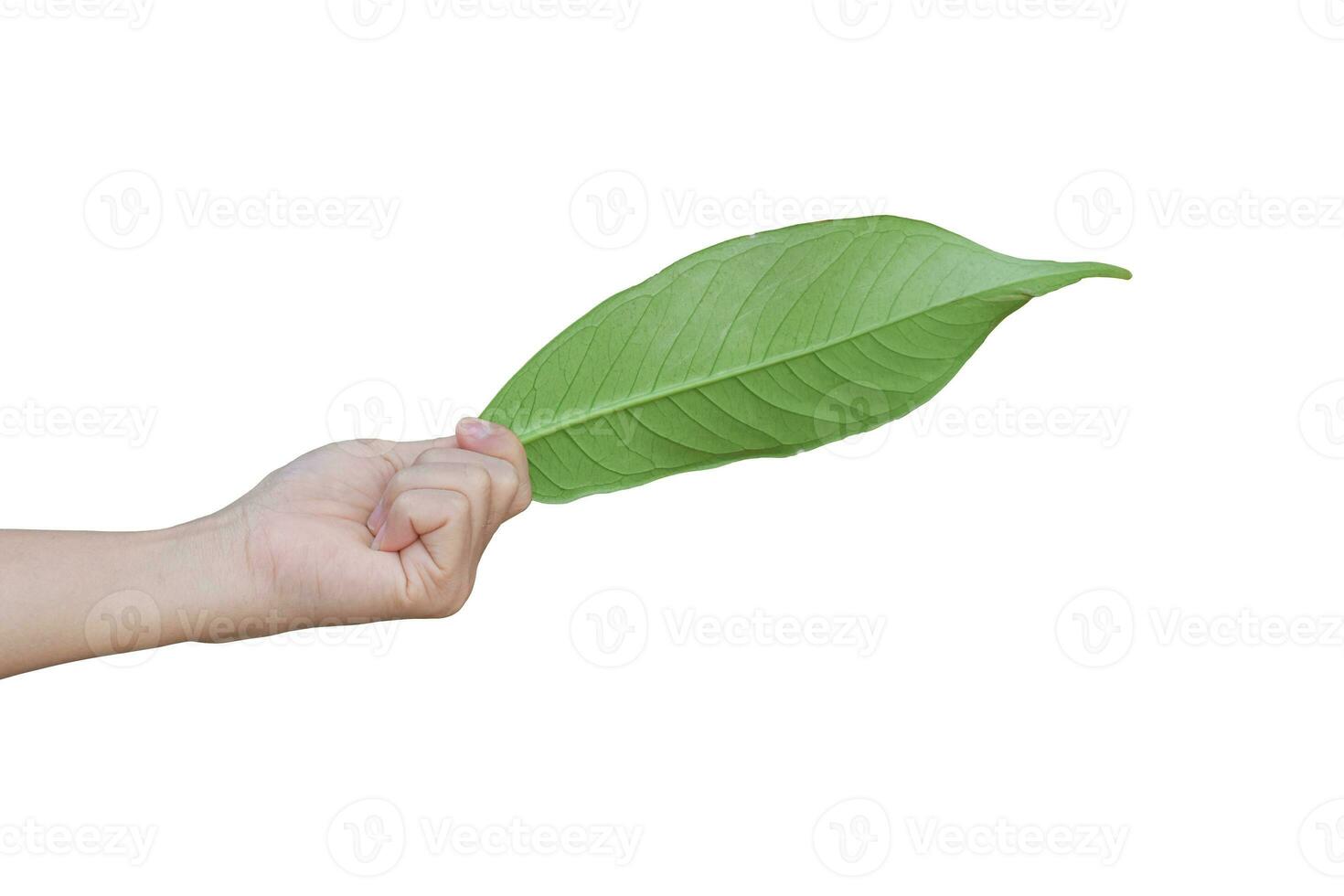 main tenant une feuille verte isolée sur fond blanc avec un tracé de détourage. photo