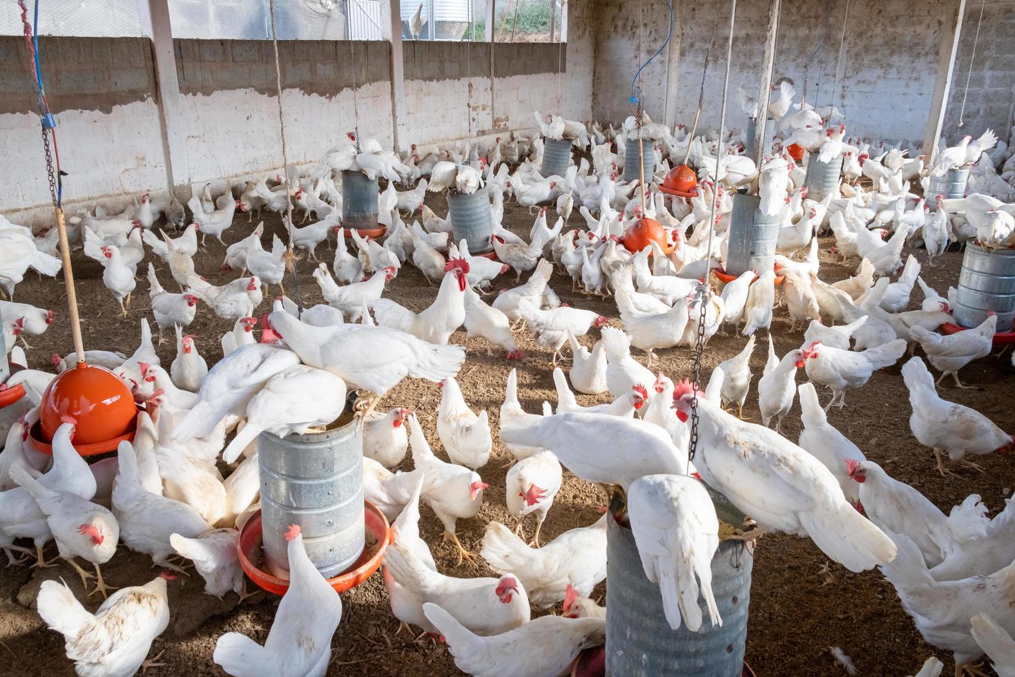 sao paulo, brésil, mai 2019 - groupe de poulets se nourrissant photo