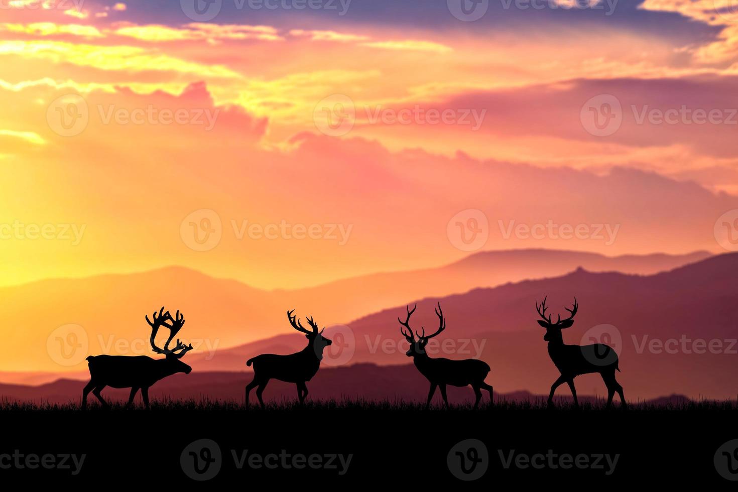 silhouettes de cerfs dans une belle prairie lumineuse. concept de la faune dans la nature photo