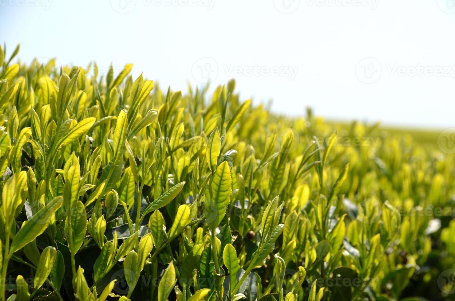 jardin de thé vert photo