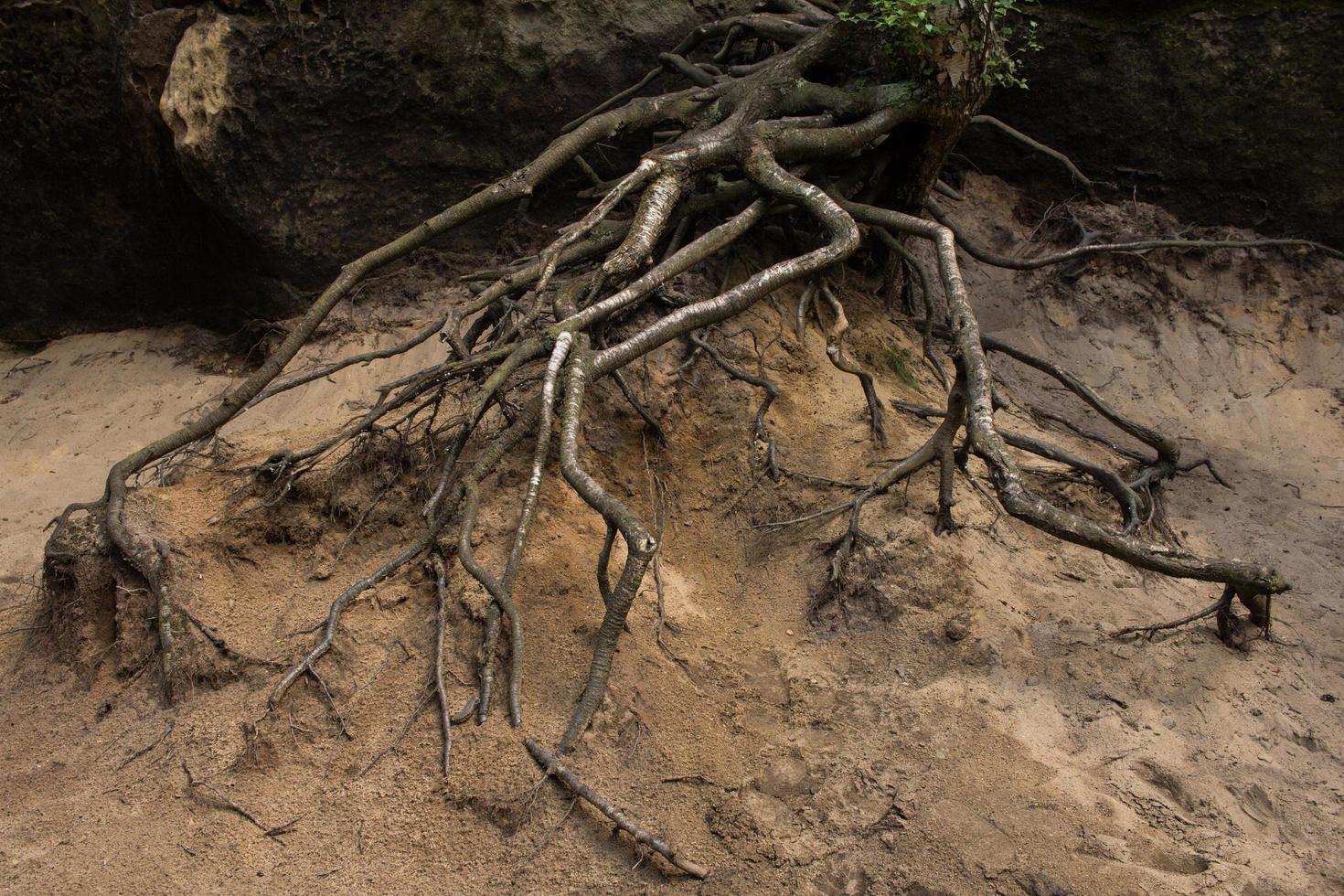 racines d'arbres dans les montagnes photo