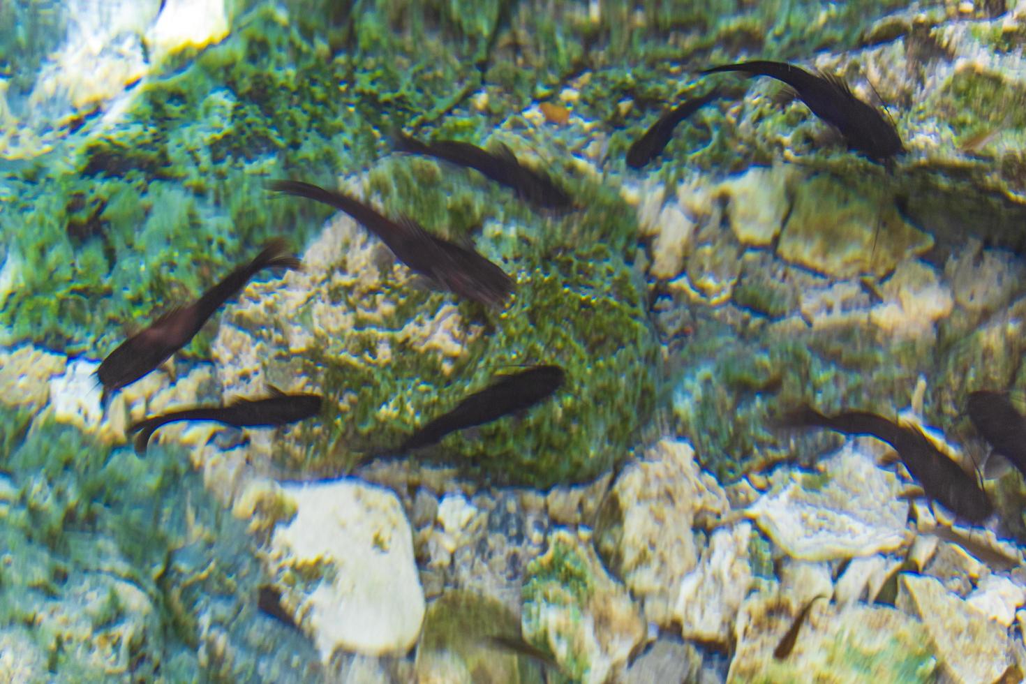 poisson poisson-chat nager dans l'eau cenote tajma ha mexico. photo