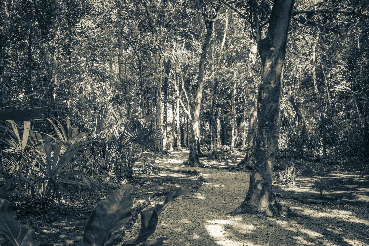 jungle tropicale plantes arbres sentiers pédestres ruines mayas muyil mexique. photo