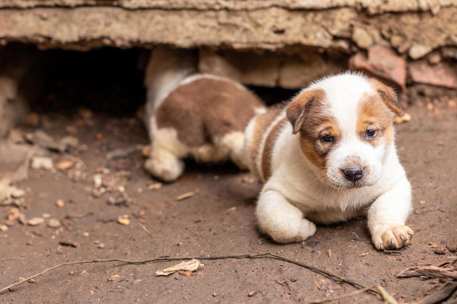 les deux chiots thaïlandais près des terriers sur le sol. photo