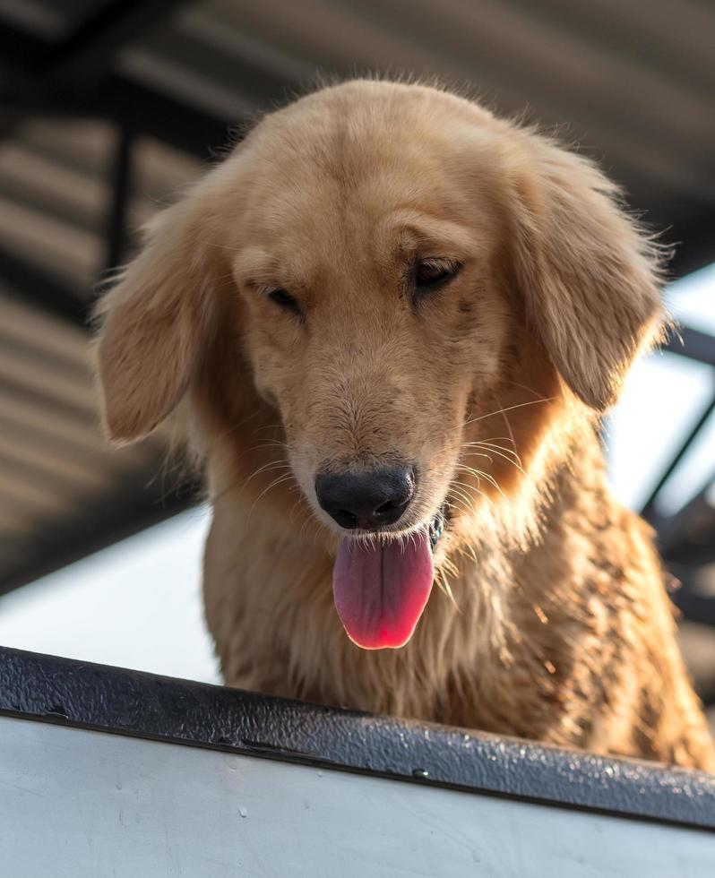 chien golden retriever sous le toit. photo