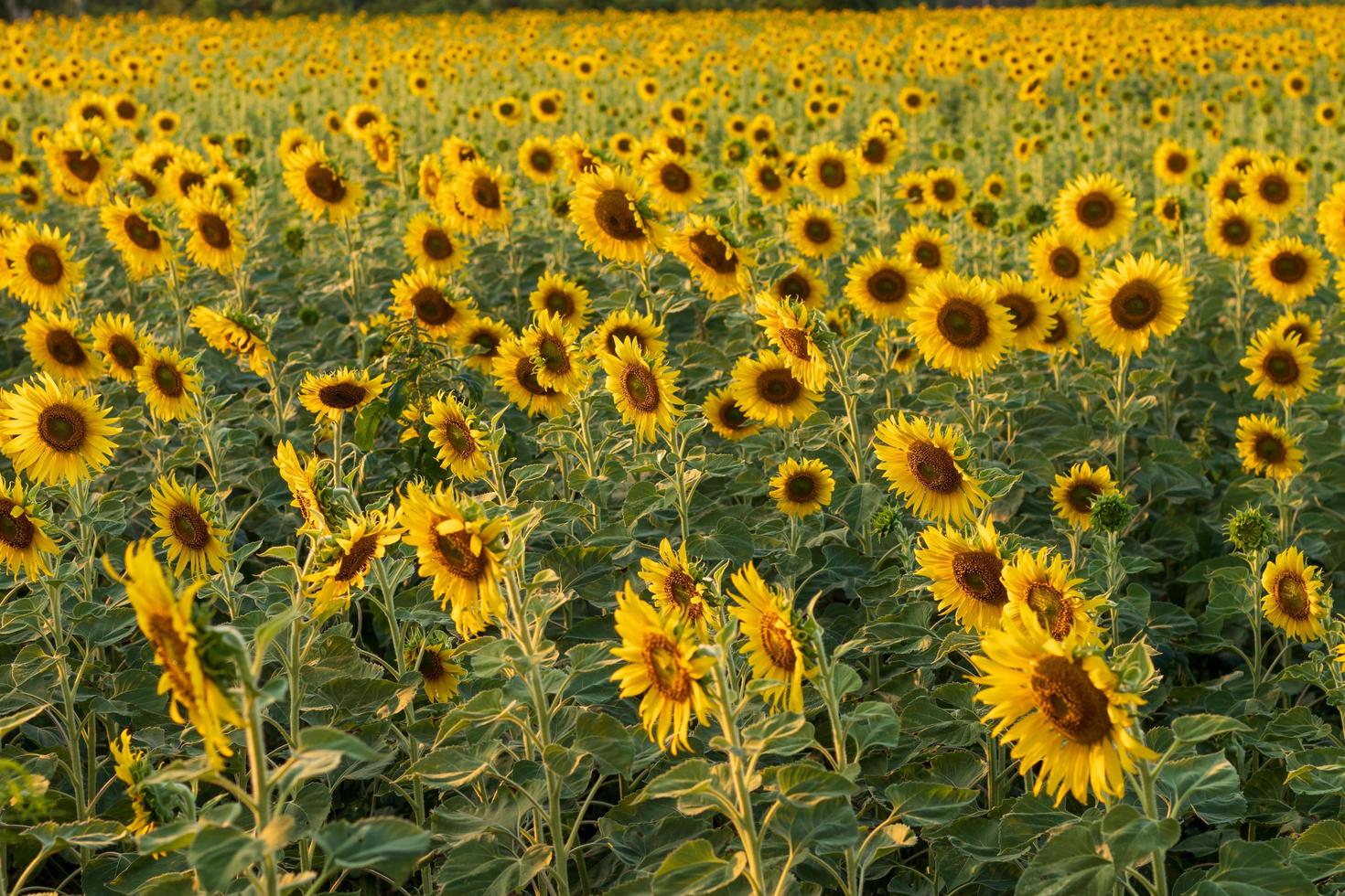 de nombreux tournesols fleurissent magnifiquement dans un vaste champ. photo