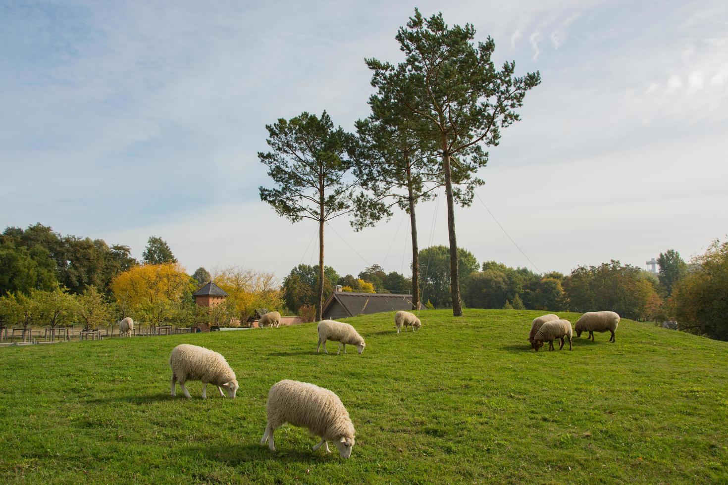 ferme avec meny moutons sur pré vert photo