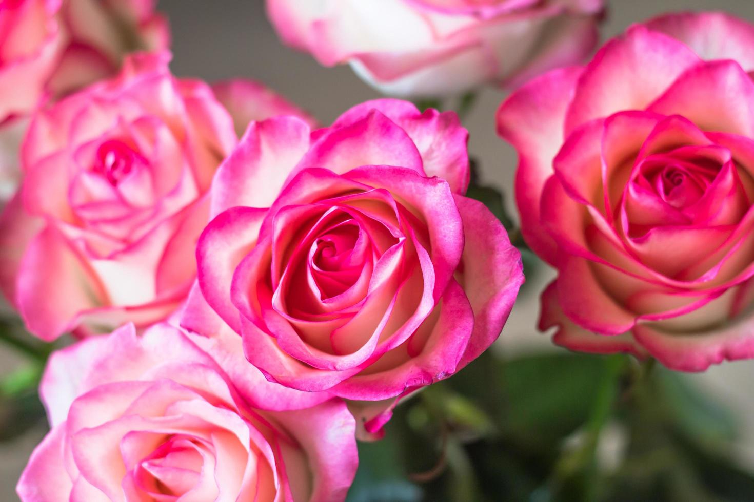 bouquet de roses roses fraîches sur la table photo