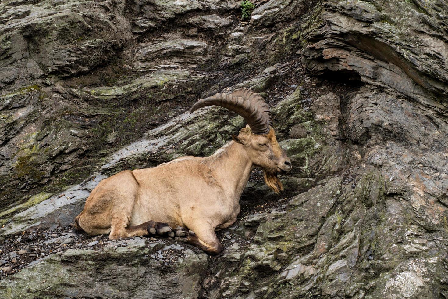 chèvre de montagne sauvage assis sur la falaise portrait en gros plan photo