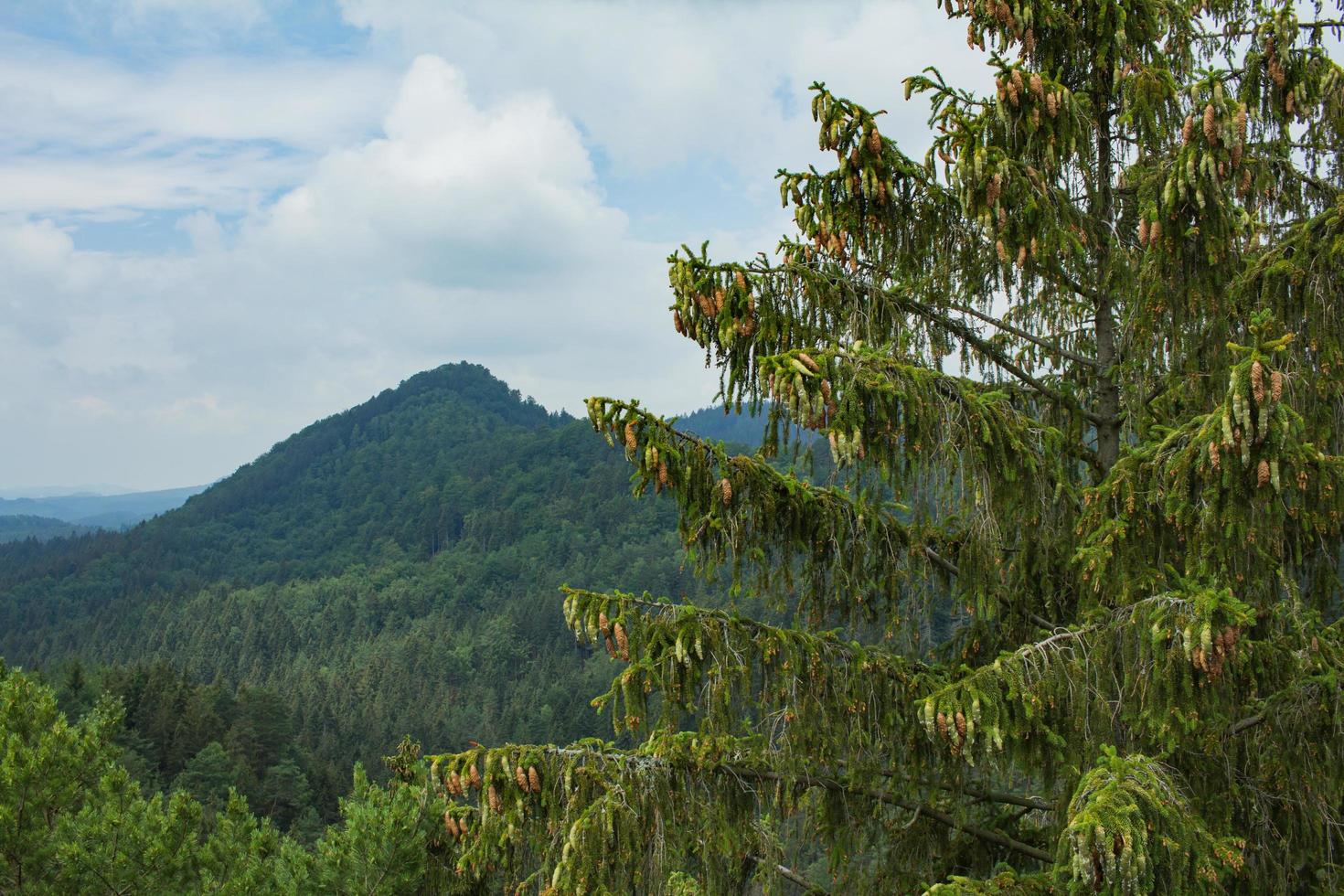 paysage de montagnes dans le parc national de la suisse tchèque, forêt de pins et rochers photo