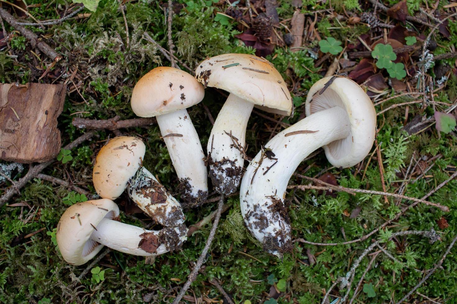 champignons dans la forêt, image d'automne de forêt, fond de bois photo