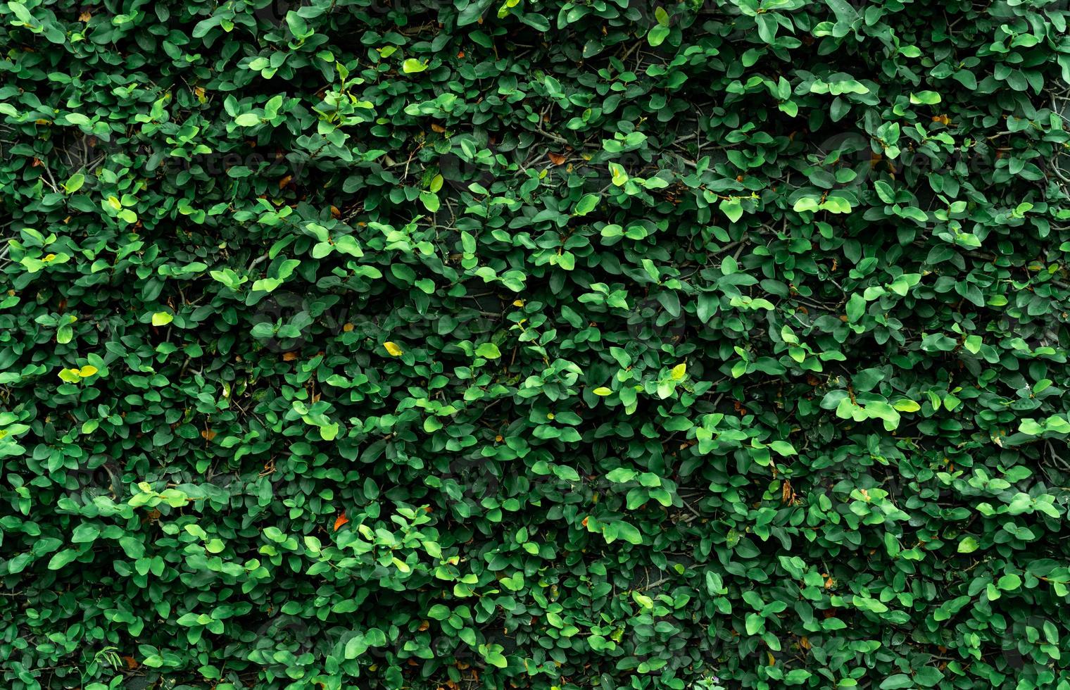 plante grimpante sur le mur. fond de texture de petites feuilles vertes. plante ornementale dans le jardin. mur écologique. de nombreuses feuilles de plantes grimpantes sur le mur réduisent la poussière dans l'air. jardin tropical. environnement propre. photo