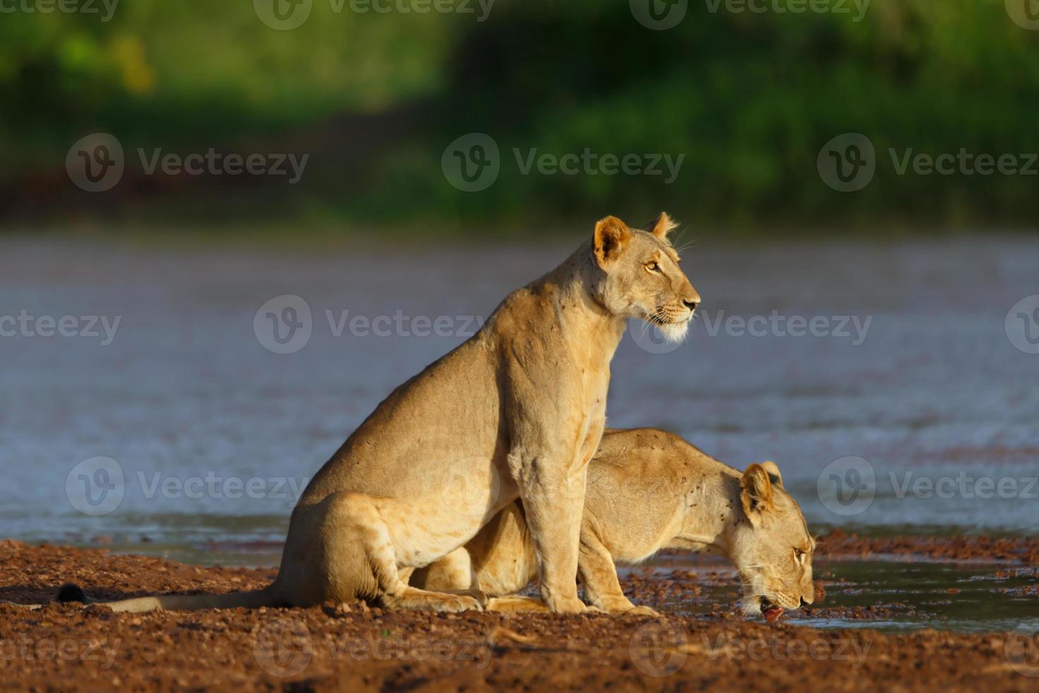 Lionnes buvant dans la réserve nationale de Samburu, Kenya photo