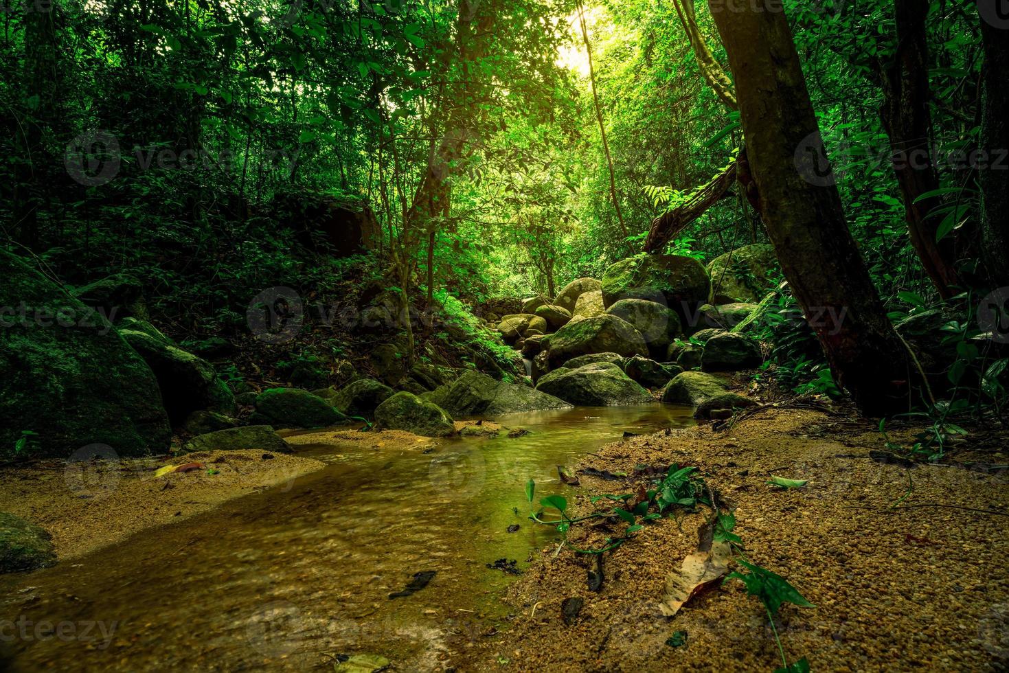 arbre vert et rocher dans la forêt tropicale. plan d'eau dans la jungle avec la lumière du soleil. petit ruisseau dans la forêt. environnement propre. beauté dans la nature. arbre vert dense dans la forêt. fond naturel. photo