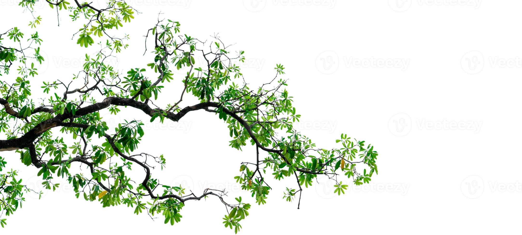branche d'arbre avec des feuilles vertes isolé sur fond blanc. branche de fond d'arbre. fond de texture naturelle. aimer le concept de la terre. branche et feuille pour le design et la décoration. fond de printemps. photo